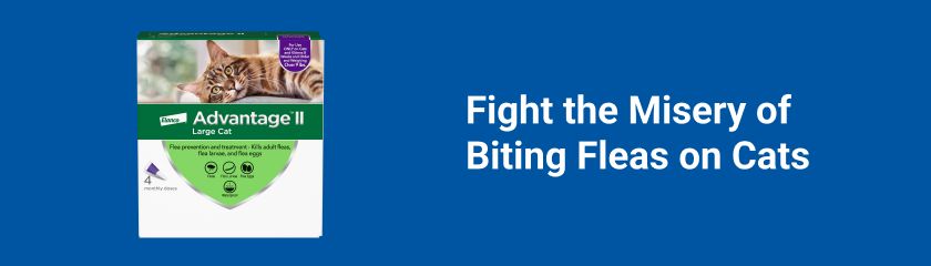 Sponsored Advertisement for Elanco. Advantage II. Fight the Misery of biting Fleas on Cats. CTA